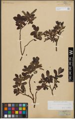 Foto von Salix waldsteiniana Willd.